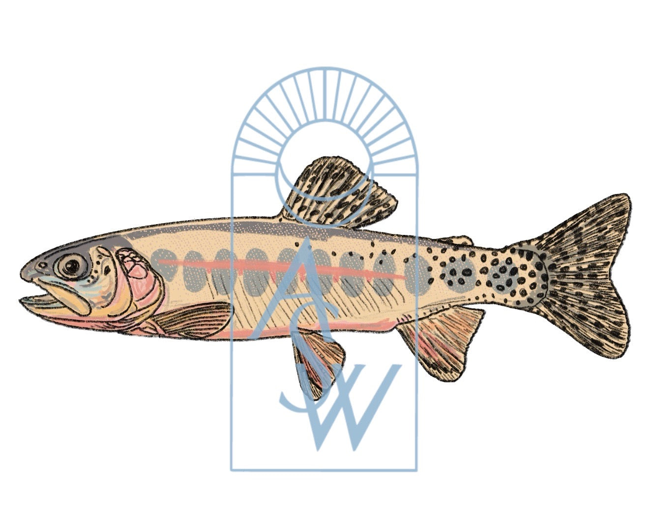 California Golden Trout Fish Illustration