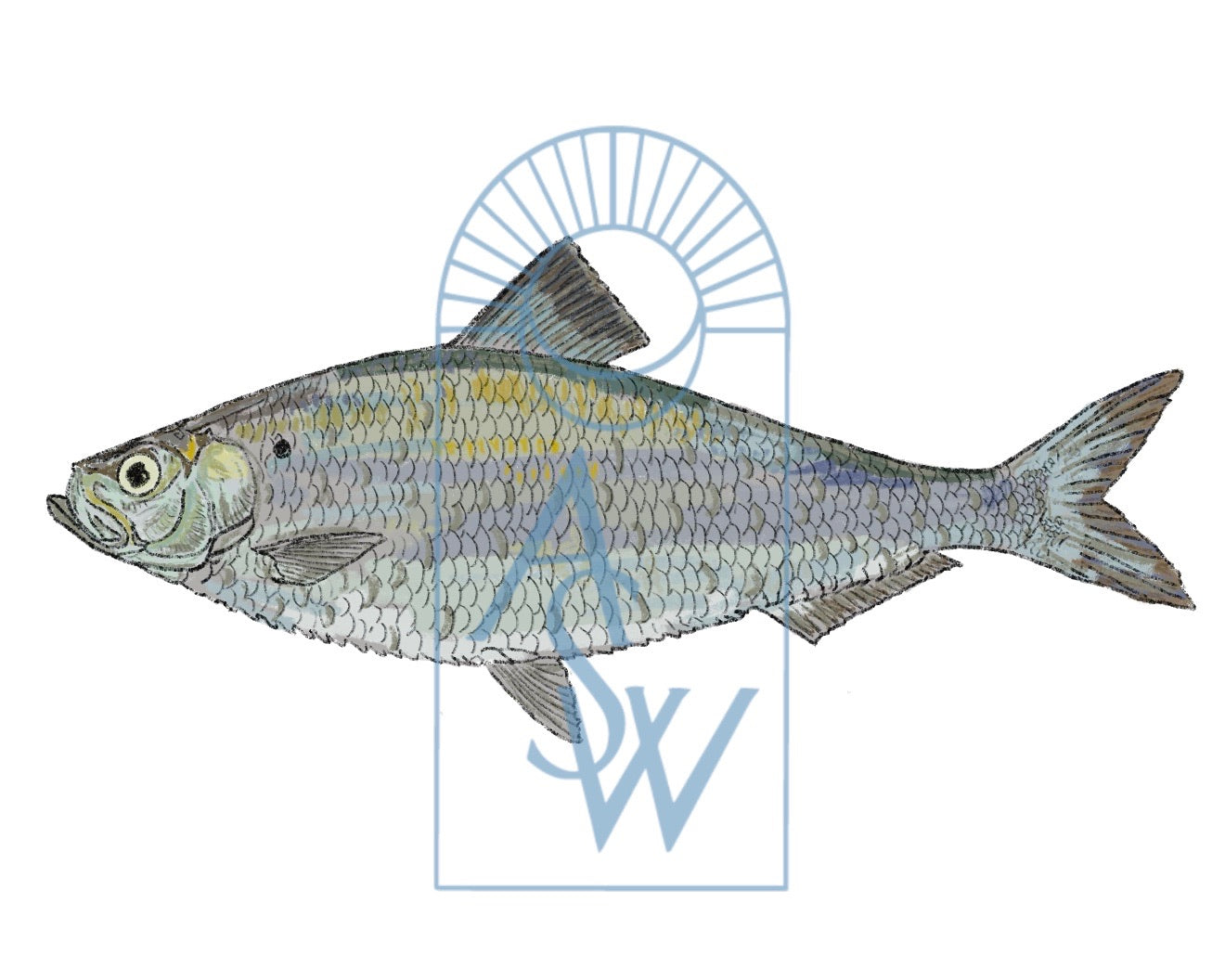 Alewife Fish Illustration