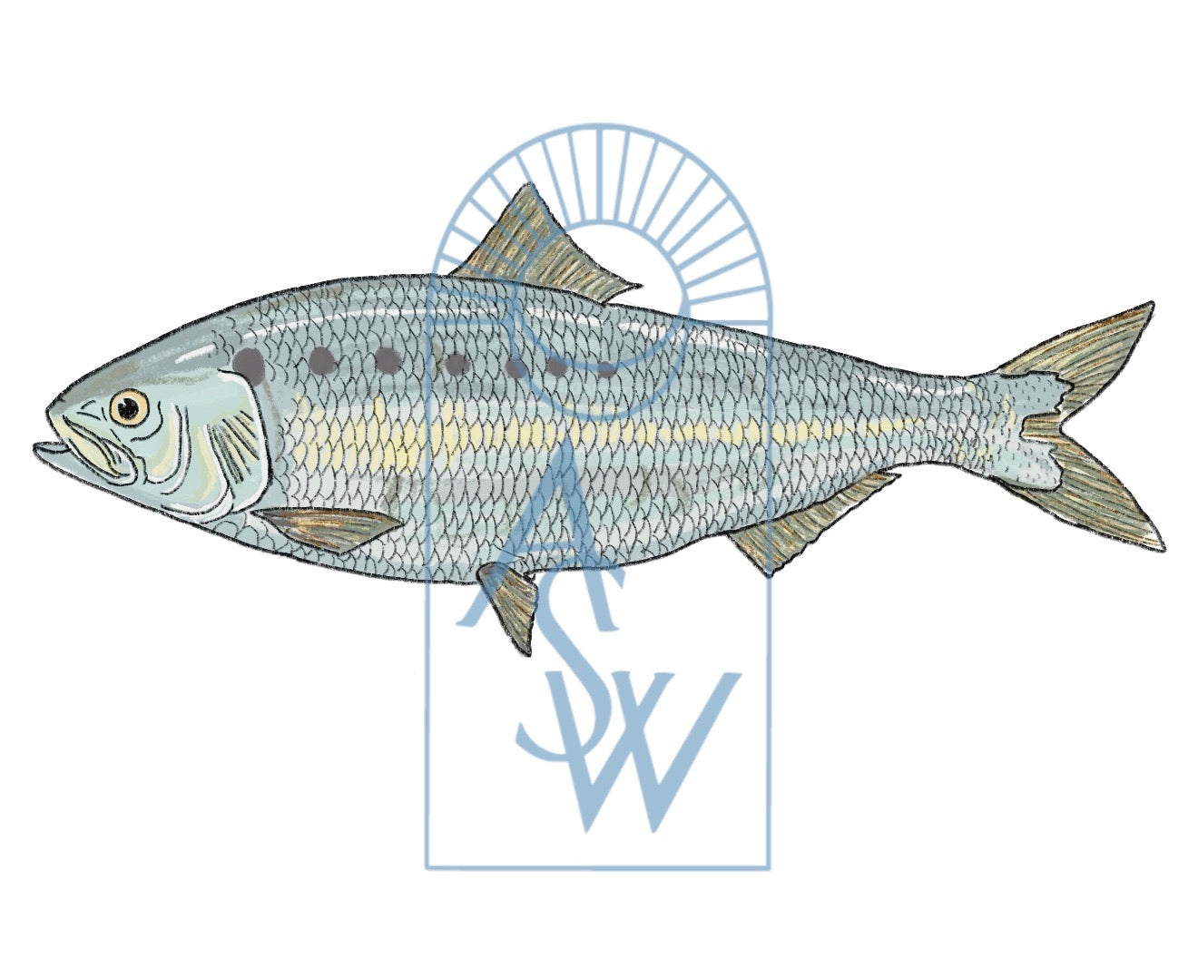 Atlantic Shad Fish Illustration