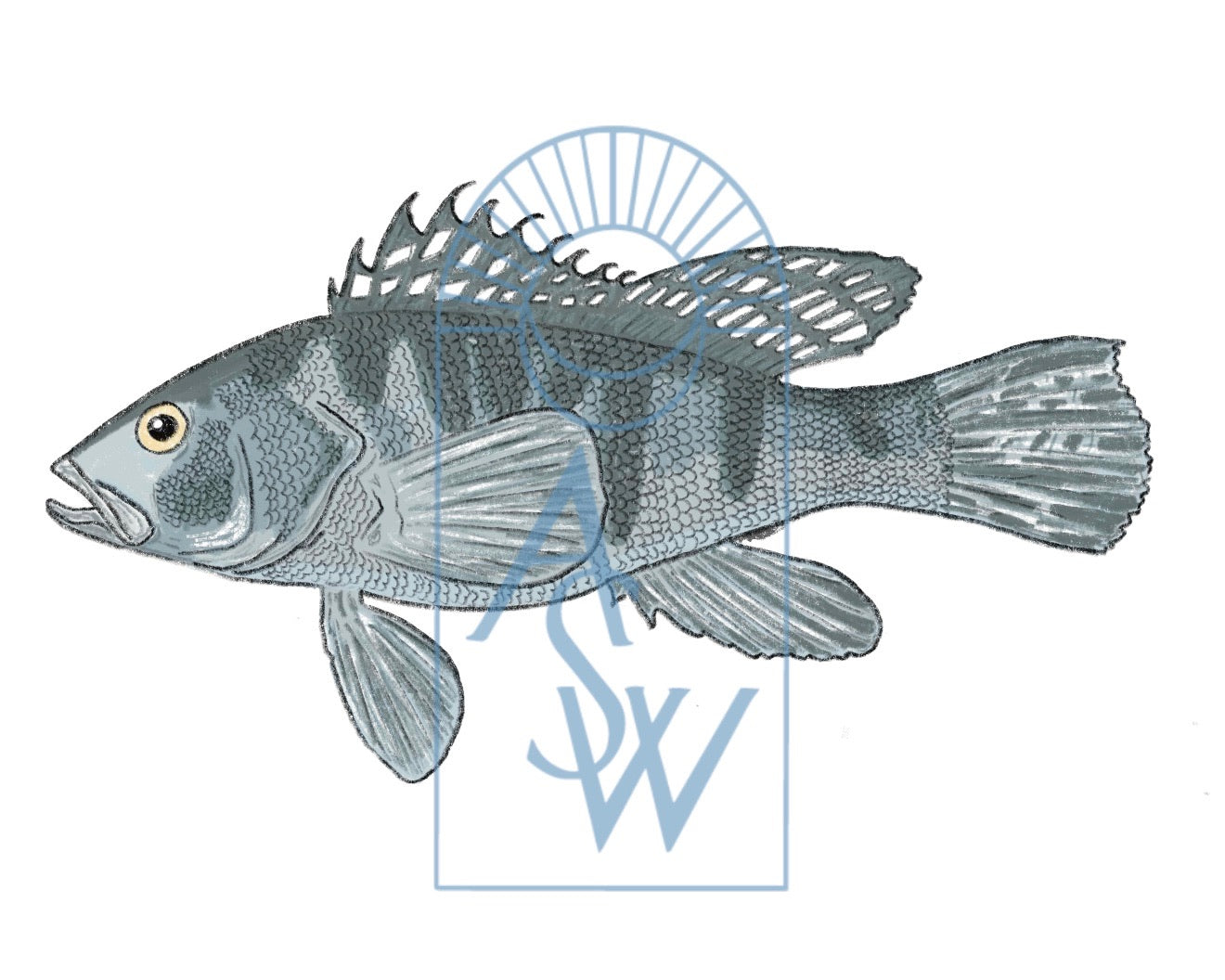 Black Sea Bass Fish Illustration