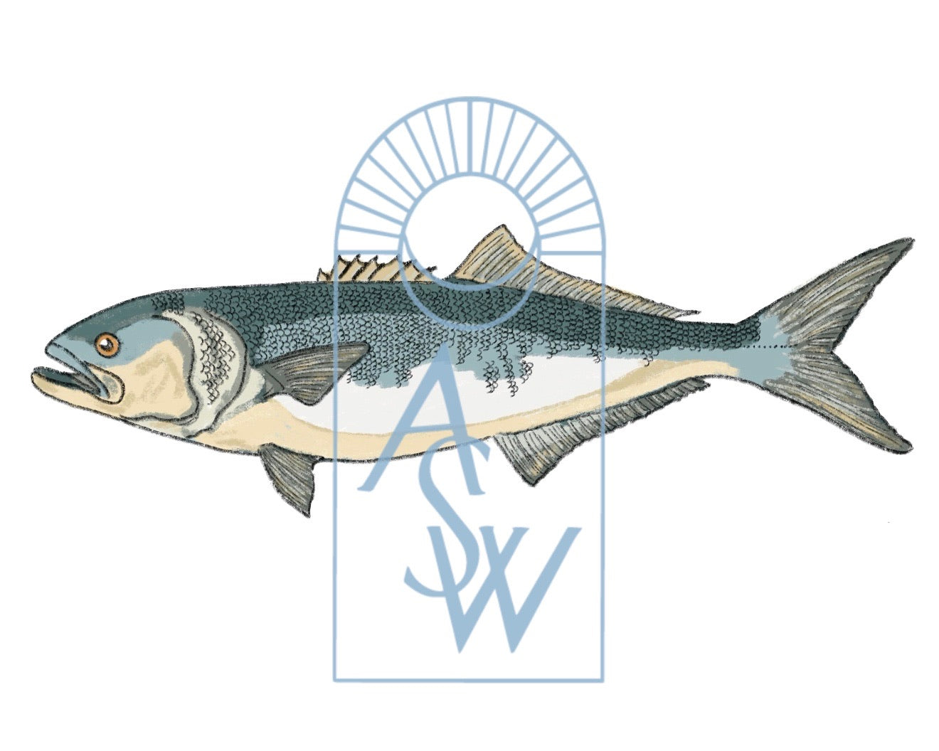 Bluefish Fish Illustration