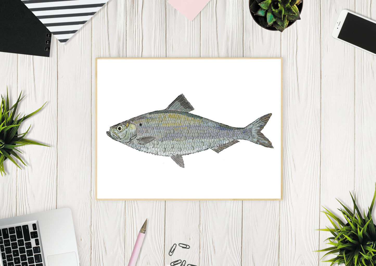 Alewife Fish Illustration