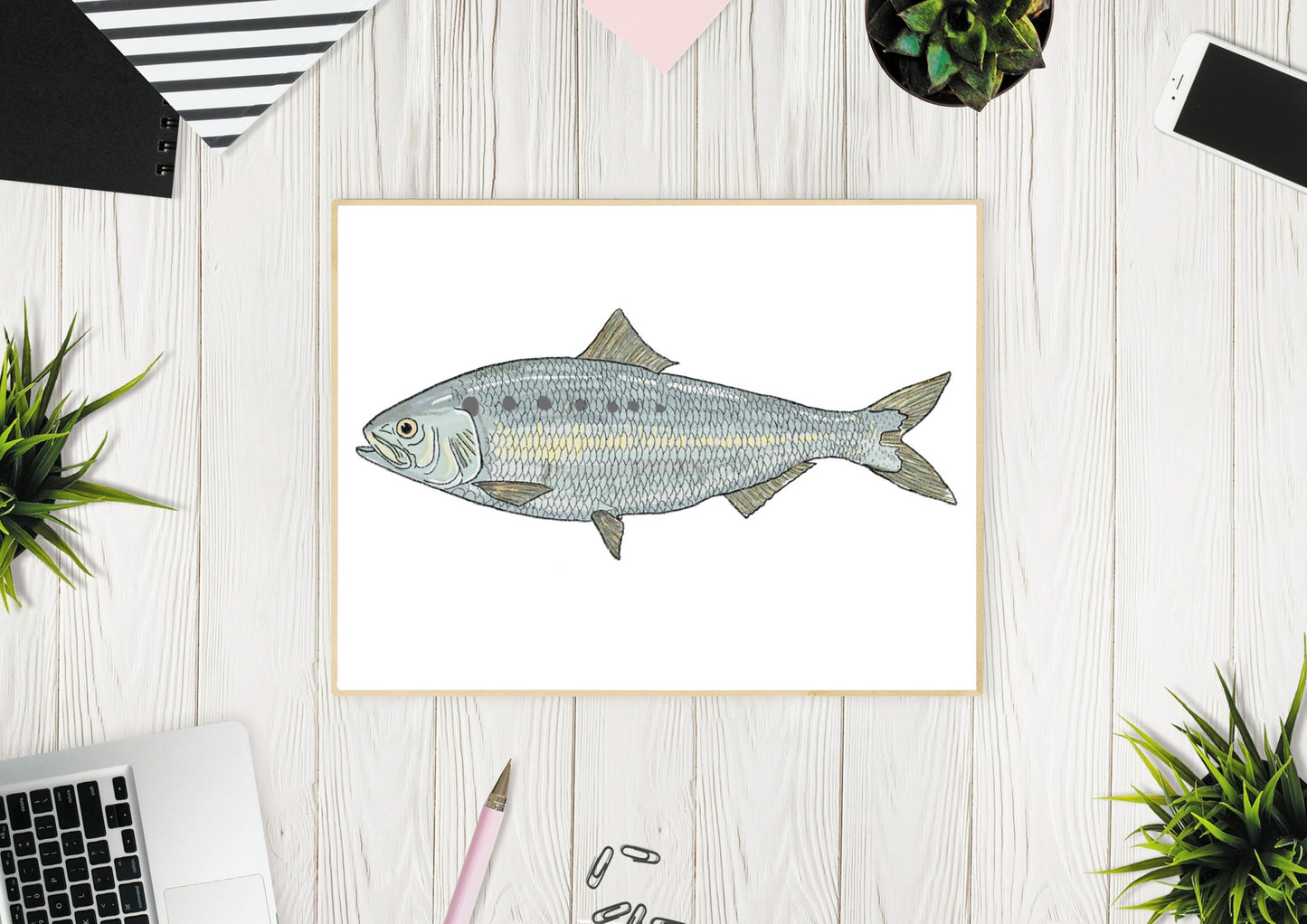 Atlantic Shad Fish Illustration