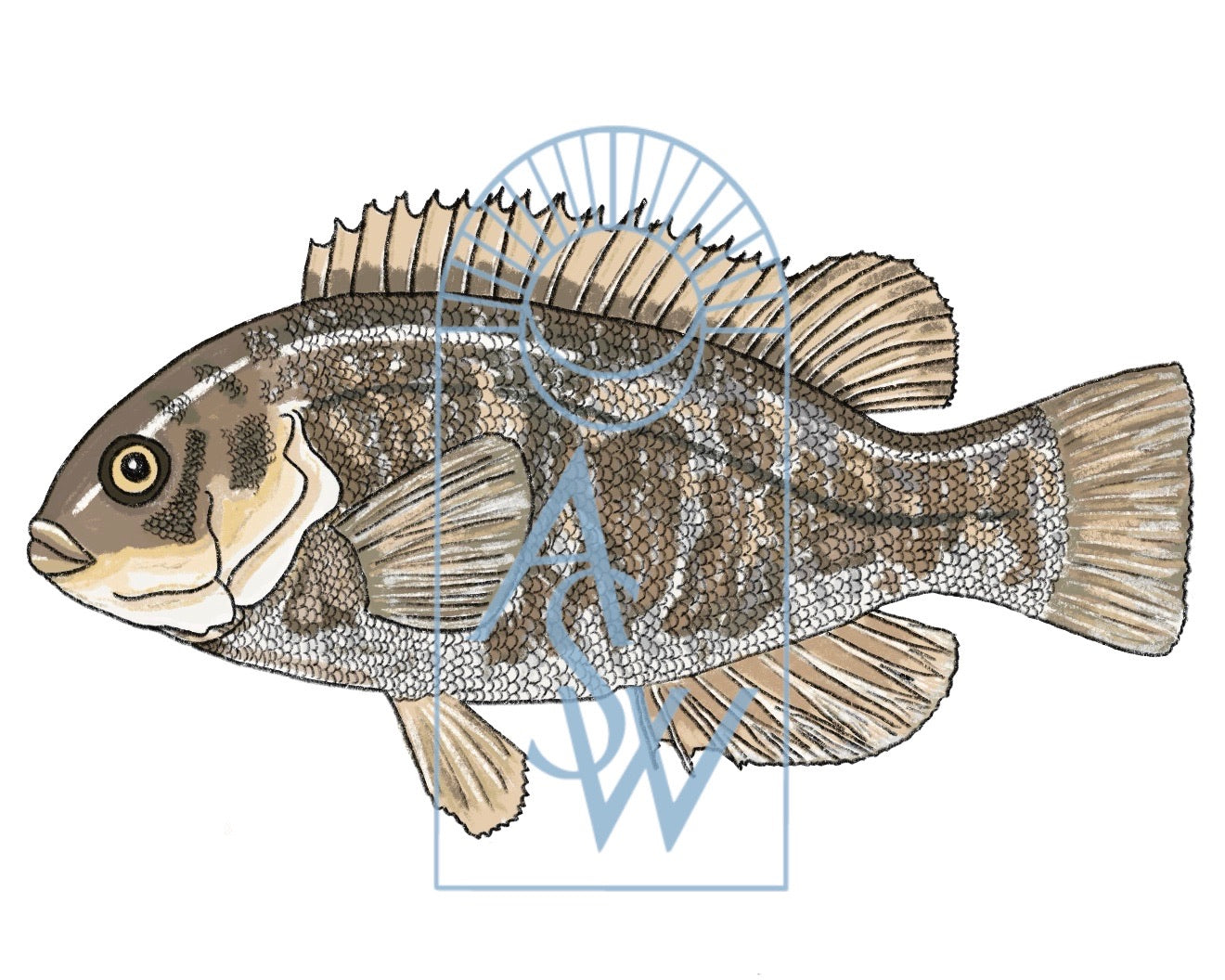 Tautog Fish Illustration