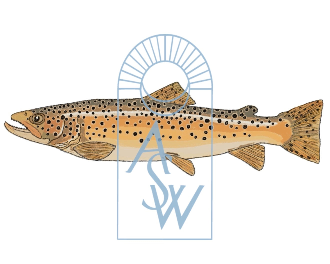 Brown Trout Fish Illustration