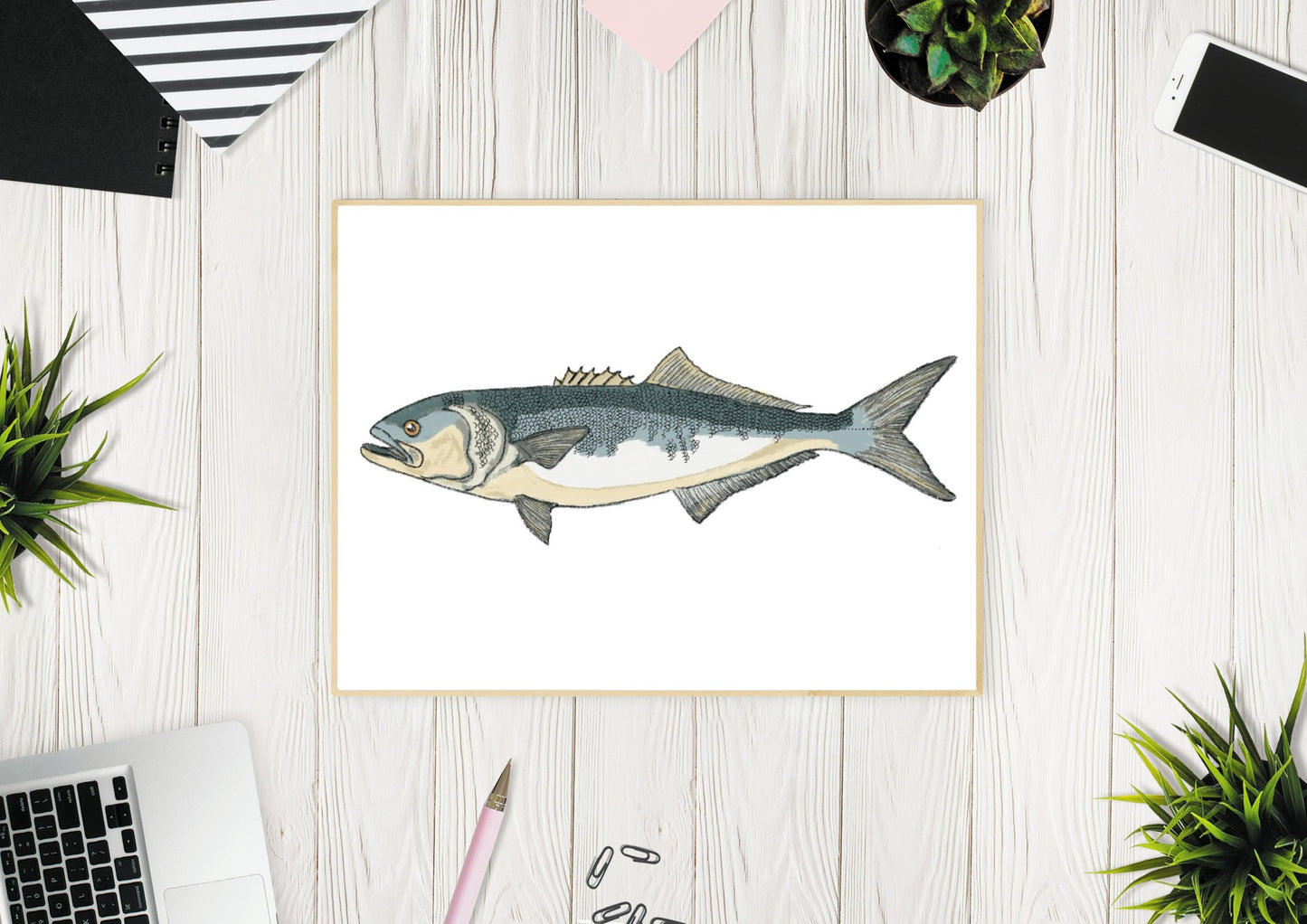 Bluefish Fish Illustration