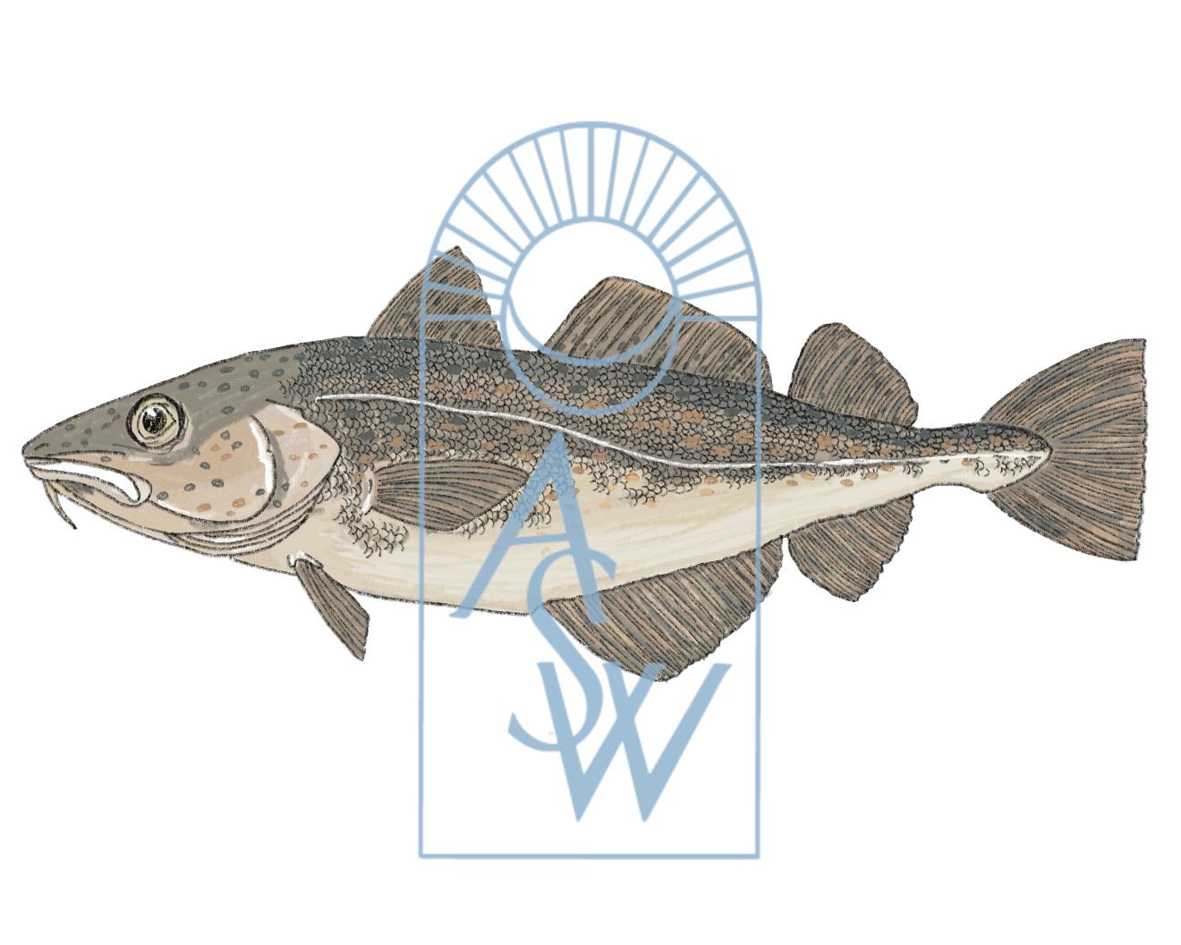 Atlantic Cod Fish Illustration