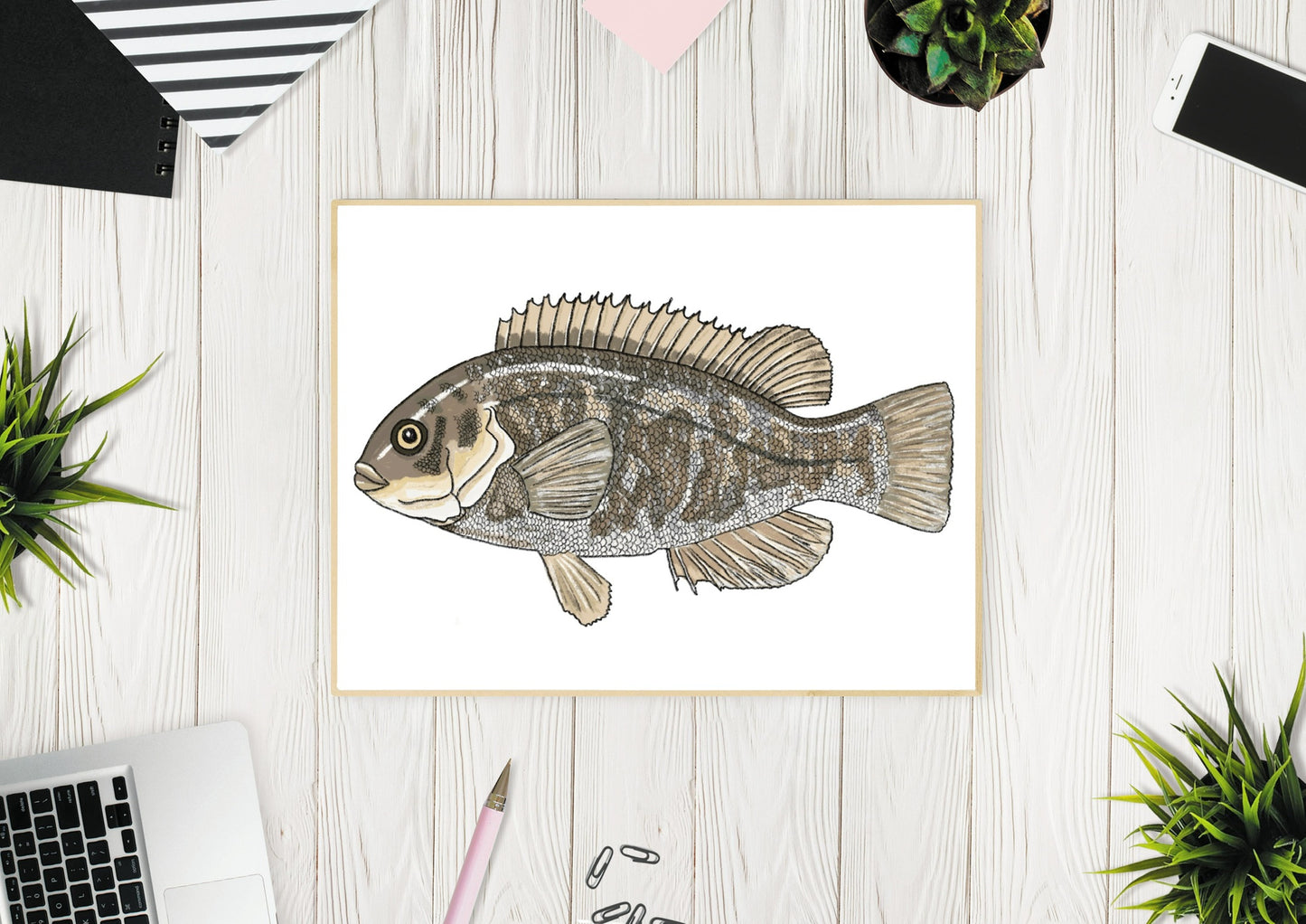 Tautog Fish Illustration