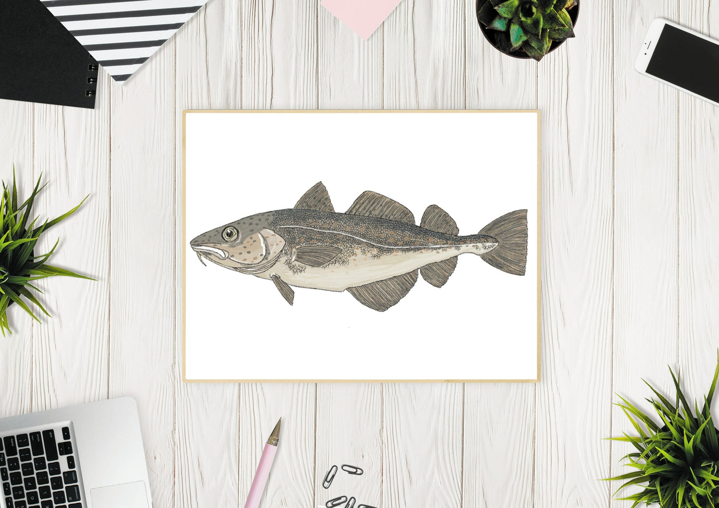 Atlantic Cod Fish Illustration