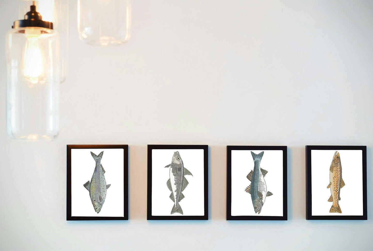 Atlantic Cod Fish Illustration